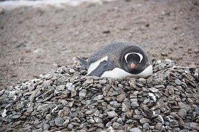 《霍格沃茨之遗》4090下DLSS3表现良好 4K稳定100帧