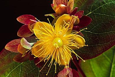 再现奇观 《无人深空》玩家花费8000个模块建出“长城”